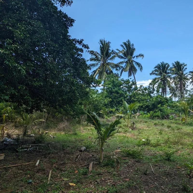 Grassy field with young and mature palm trees under a blue sky in Palawan, Philippines