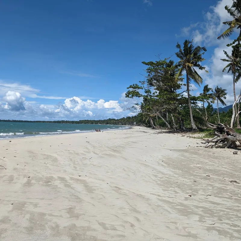 Long stretch of sandy Palawan beach lined with palm trees and tropical vegetation