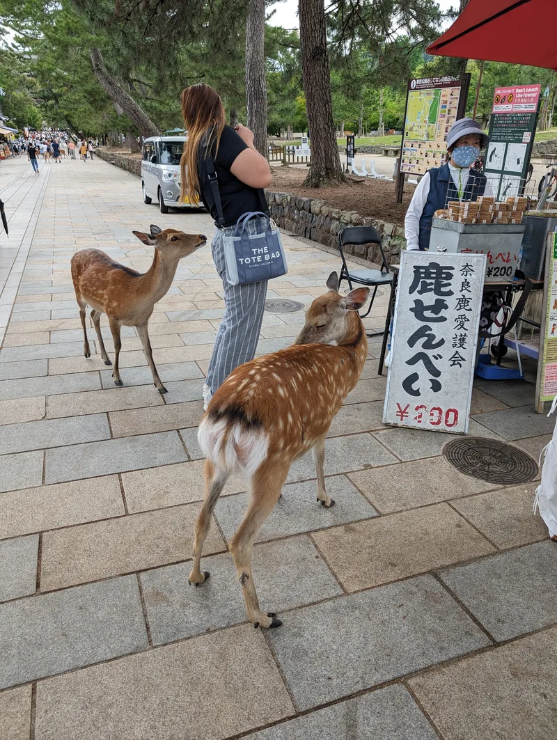 Two spotted deer on a paved path in Nara Park with a woman and vendor stall in Nara, Japan.