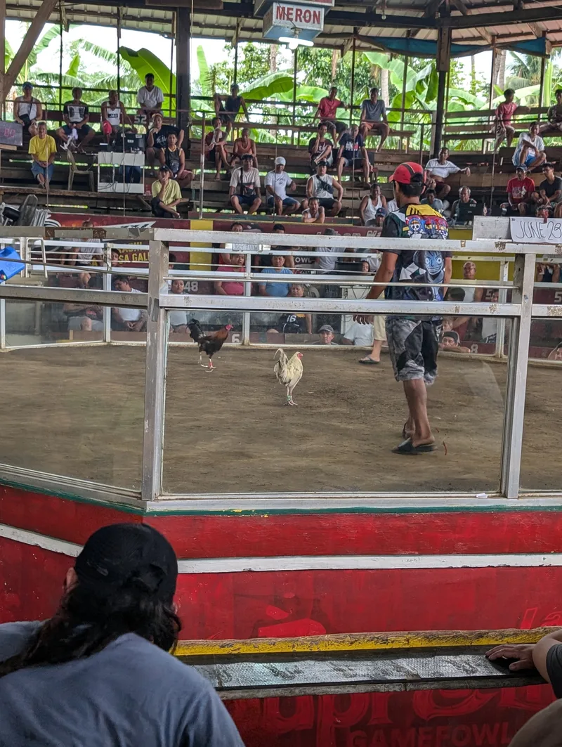 Two roosters in the center of the cockfighting pit at a coliseum in Liliw, Laguna, Philippines, with a handler nearby and spectators in the tiered seating.