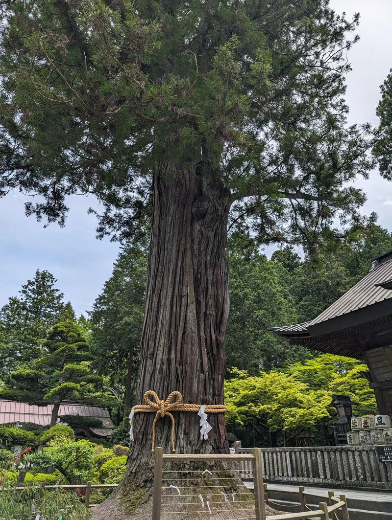 Massive sacred cedar tree wrapped in shimenawa rope at Fuji Sengen-Jinja Shrine, Fujiyoshida, Yamanashi, Japan.