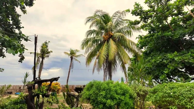 The front yard — that's the ocean right through the trees Tropical garden with coconut palm tree, lush plants, and ocean view at beach resort in Roxas, Palawan Philippines